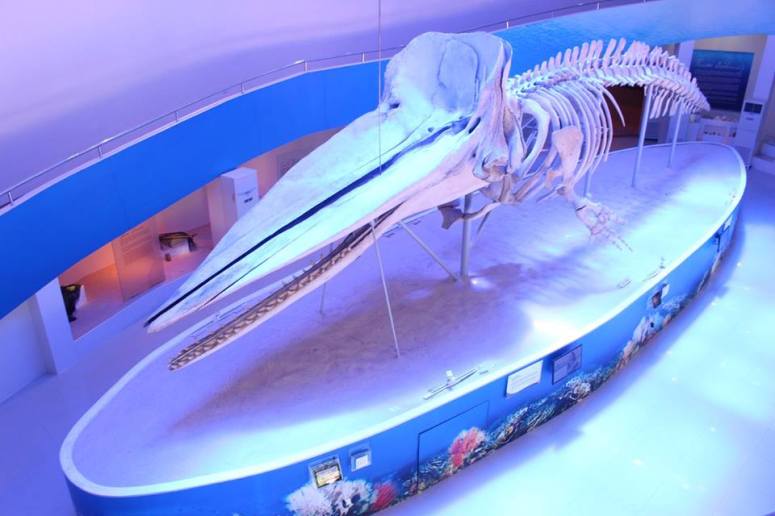 13508989_651589861672789_4179306130168879499_n